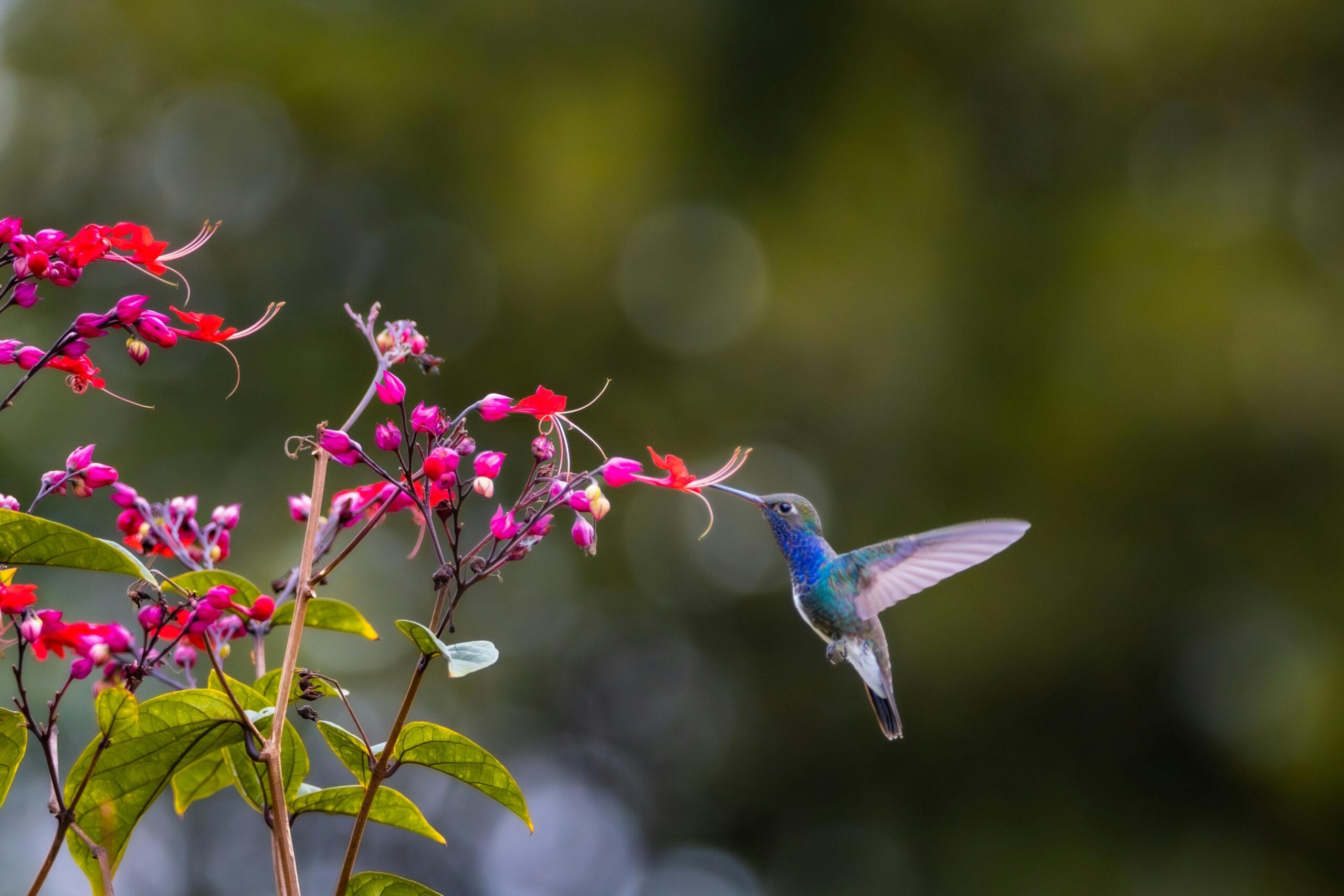 A colorful hummingbird hovers in mid-air while feeding on bright red flowers, showcasing nature's beauty.